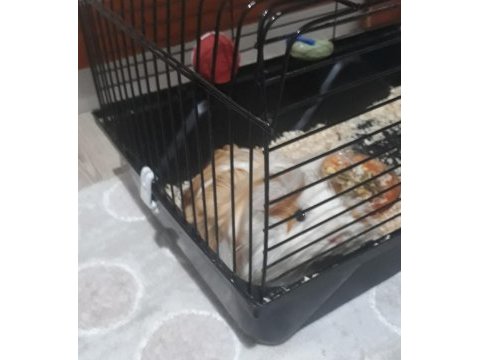 Dişi ginepig hayvanımız