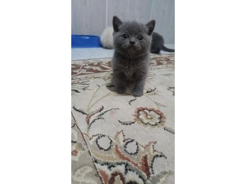 Scottish fold