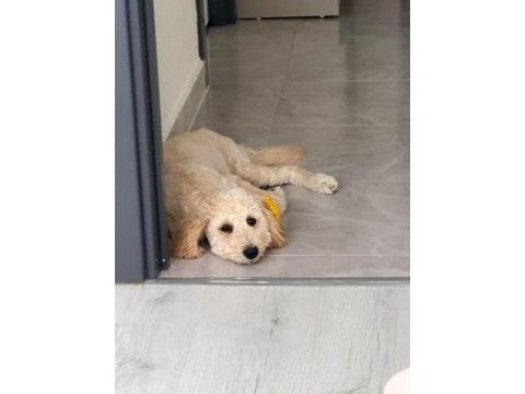 Latte 81 ile gönderim mevcut köpeğimiz