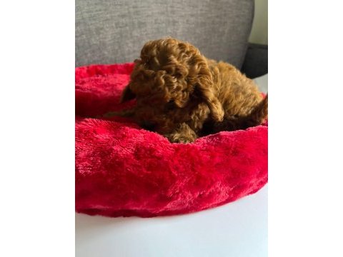 Evimizden toy poodle bebeklerimiz