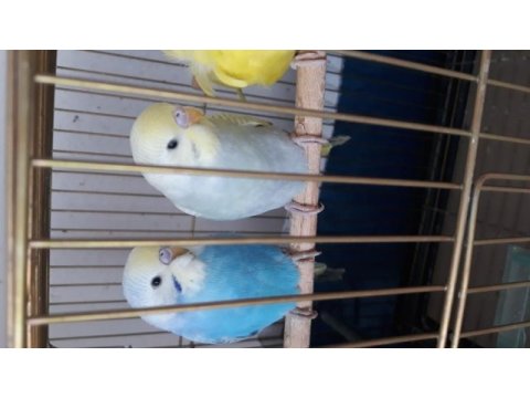 Yerli rainbow ve japones özel ev üretim renk güzellerim