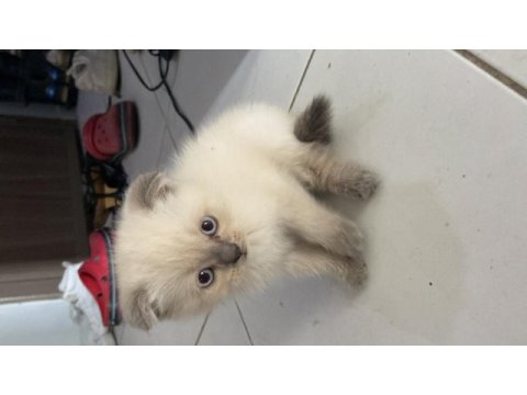 Scottish fold blue point
