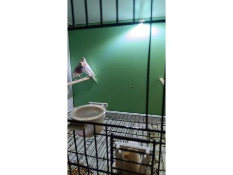 2024 silver takım finch