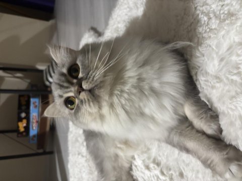 British longhair kızımıza yuva arıyoruz