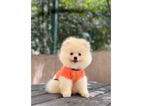 Pomeranian boo
