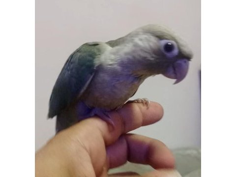 El besleme konur bebek
