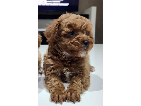 Kilo garantili ev ortamındaki poodle yavrularım