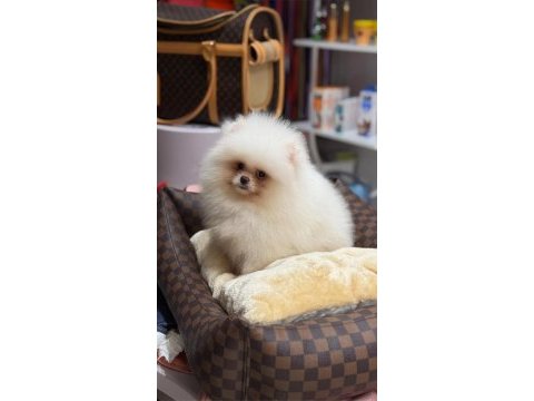 Pomeranain boo 3 aylık