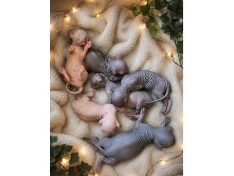 Şecereli safkan sphynx yavrular