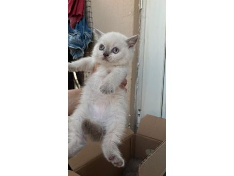 British longhair yavru antalya