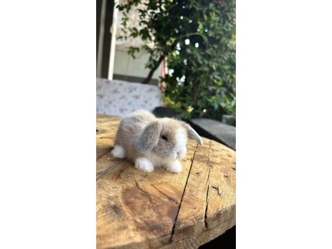 Safkan hollanda lop tavşanlar