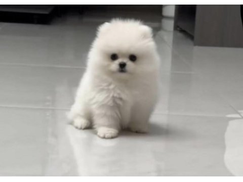 Pomeranian boo yavru