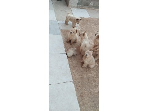 Chow chow