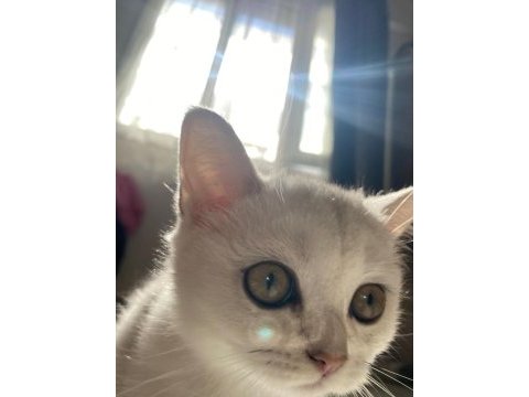 Sliver yavru british shorthair