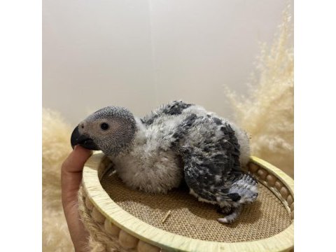 Bebek jako papağanı