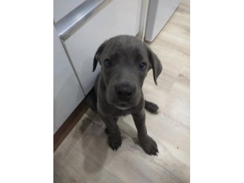 Orjinal cane corso yavrularım
