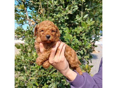 Dikkat köpeğimiz oyuncak değildir