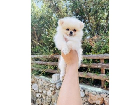 Teddy pomeranian boo yavrular hazır