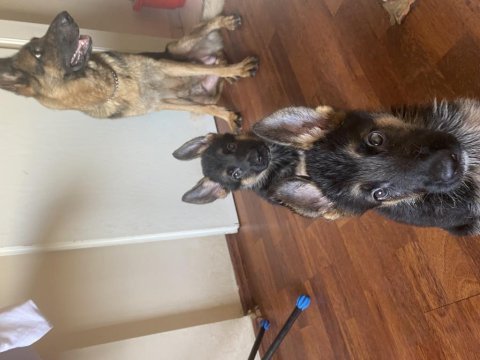 Safkan alman kurt köpeği