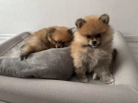 Pomeranian yavrularımıza yuva arıyoruz