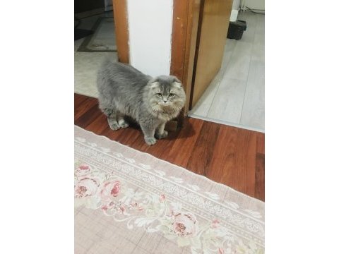 Damızlık scottish fold kısırlaştırılmamıştır