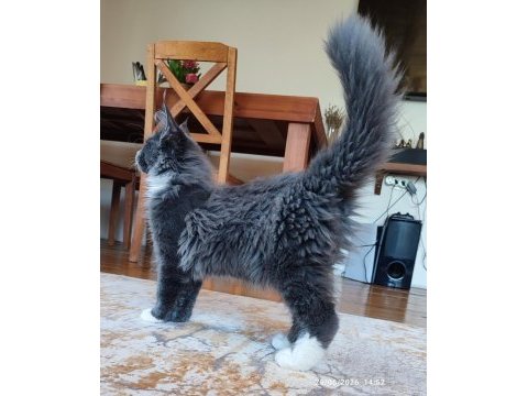 Safkan şecereli geleceğin şampiyon adayı maine coon