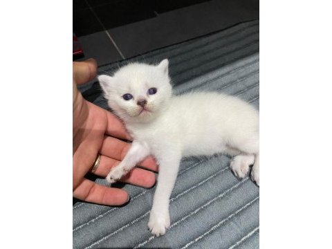 Sevimli british shorthair yavrular sıcak yuvalarını arıyor