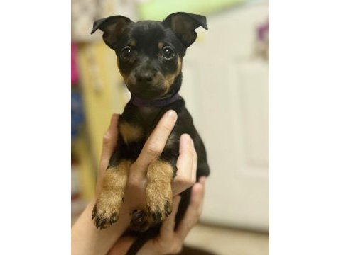 Satılık minyatür pinscher köpekler