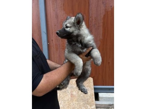 A kalite wolfdog yavrular
