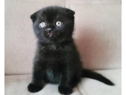 En özel renklerde tatlı scottish fold yavrularımız