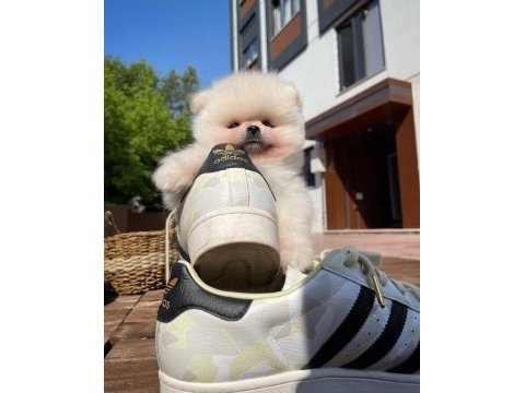 Mini boy show kalite pomeranian sağlık garantili