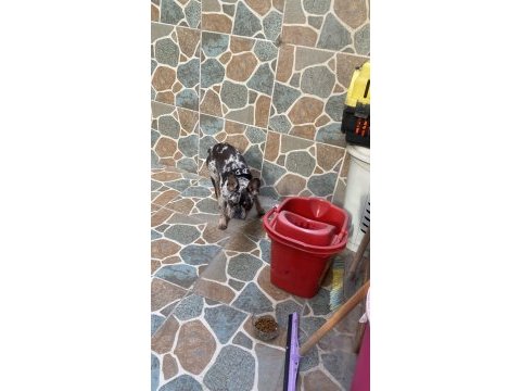 9 aylık dişi french bulldog tiger desenli aşıları tam