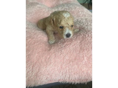 Anne altından kore boy amerikan poodle bebekler