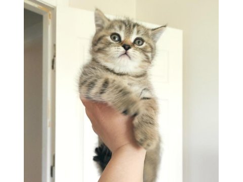 Yetişkin genç dişi ve yavru british shorthair erkek