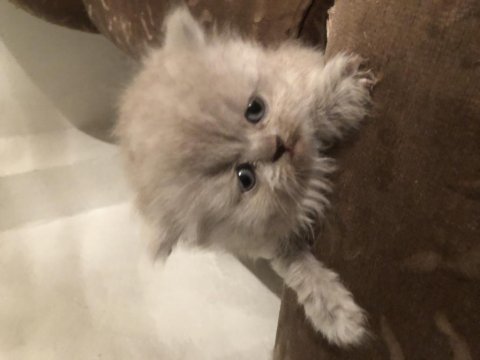 British shorthair bir aylık