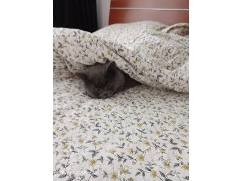 Rengi gibi duman british shorthair
