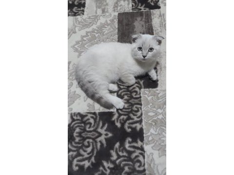 Çok uyguna british shorthair blue point