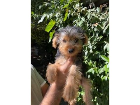 Terrier yavrularımız