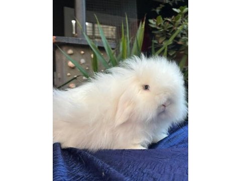 Holanda lop mini lop cuce tavsan yavrulari gonderim var