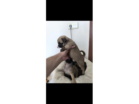 A kalite sıfır burun pug mops yavrularımız
