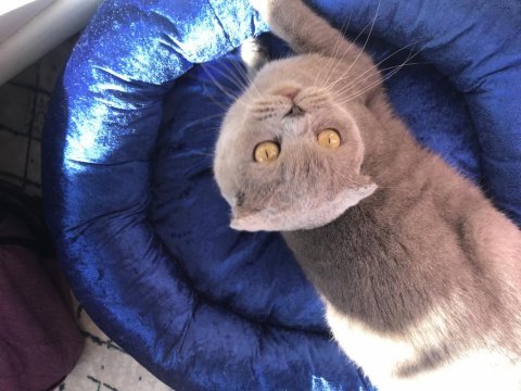 Scottish fold gri dişi