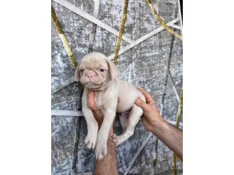 Kredi kartına taksit imkanıyla pug yavruları