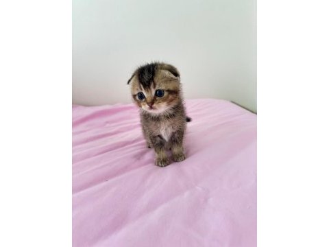 Golden tabby scottish fold güzellik