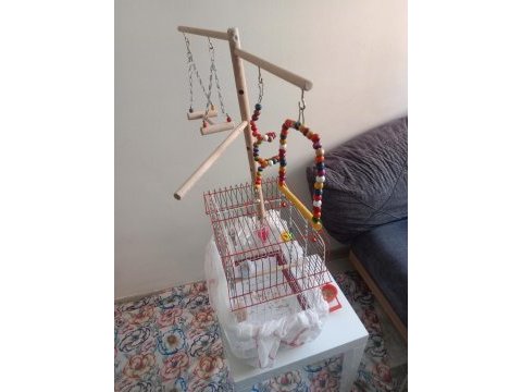Yavru forpus papağanı