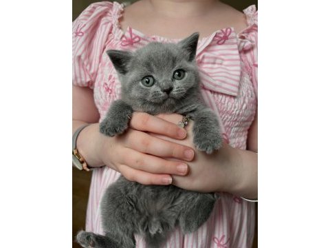 British shorthair yavruları 