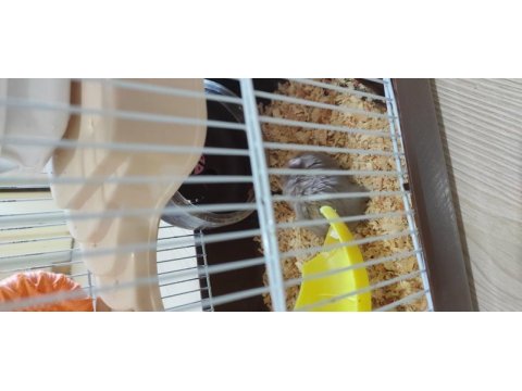 Cüce dişi hamster