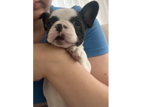 French bulldog 2 aylık köpeğimiz