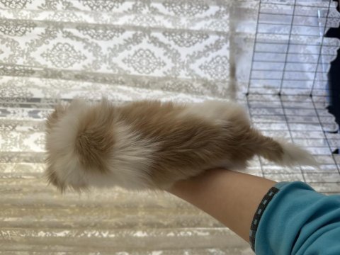 Akıllı ve oyuncu köpeğim yeni yuvasını arıyor