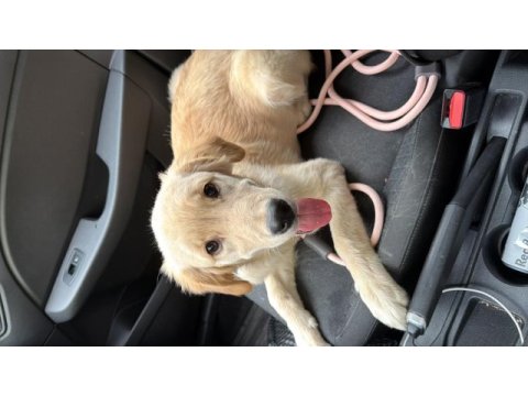 Golden retriever yavrusu