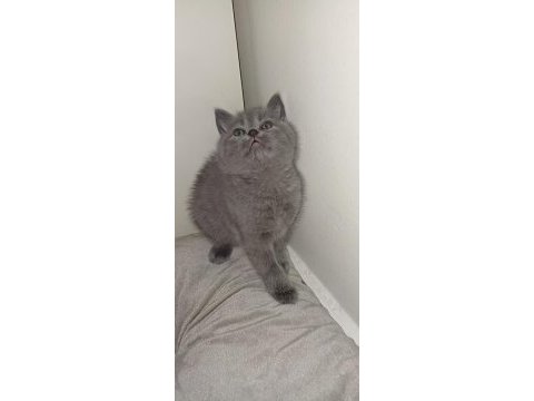 British longhair 9 şubat doğumlu
